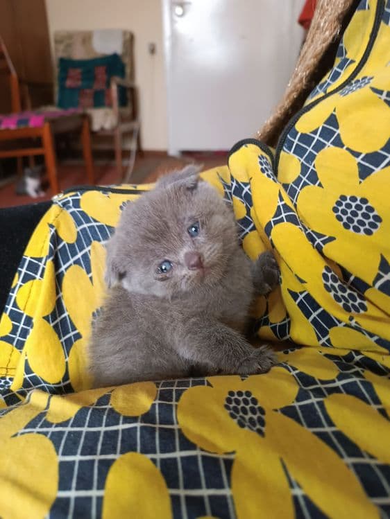 Продаются котята британцы — 4