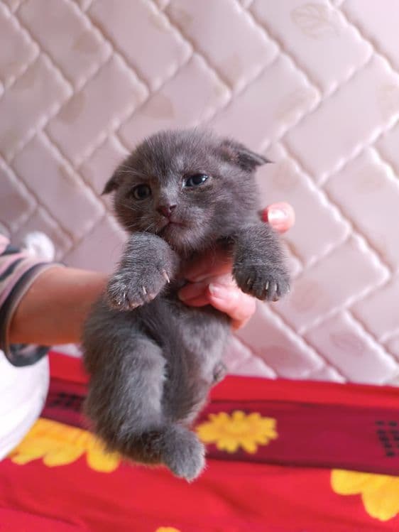 Продаются котята британцы — 5