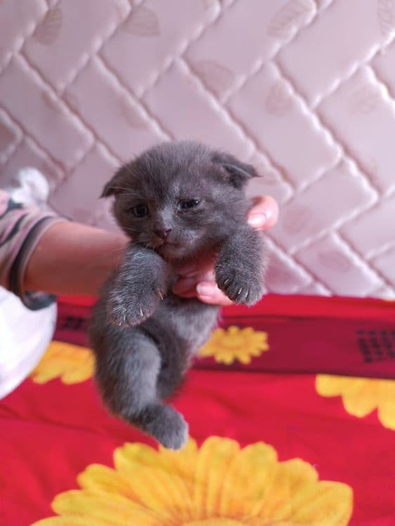 Продаются котята британцы — 6