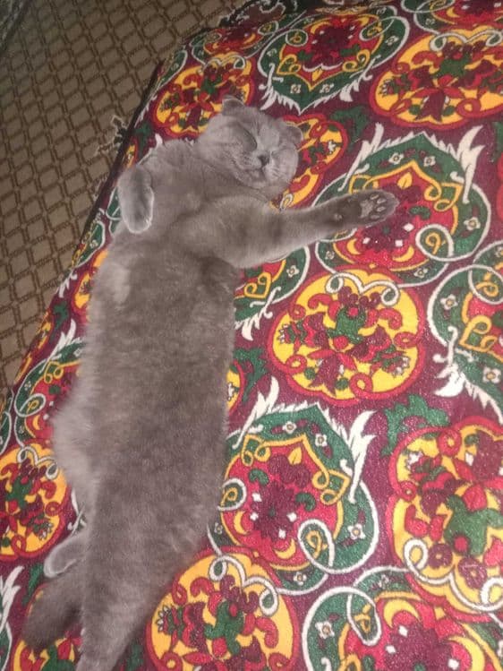 Шотландский скотиш фолд — 2