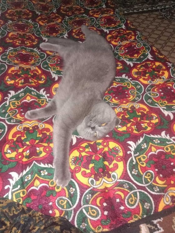 Шотландский скотиш фолд — 3
