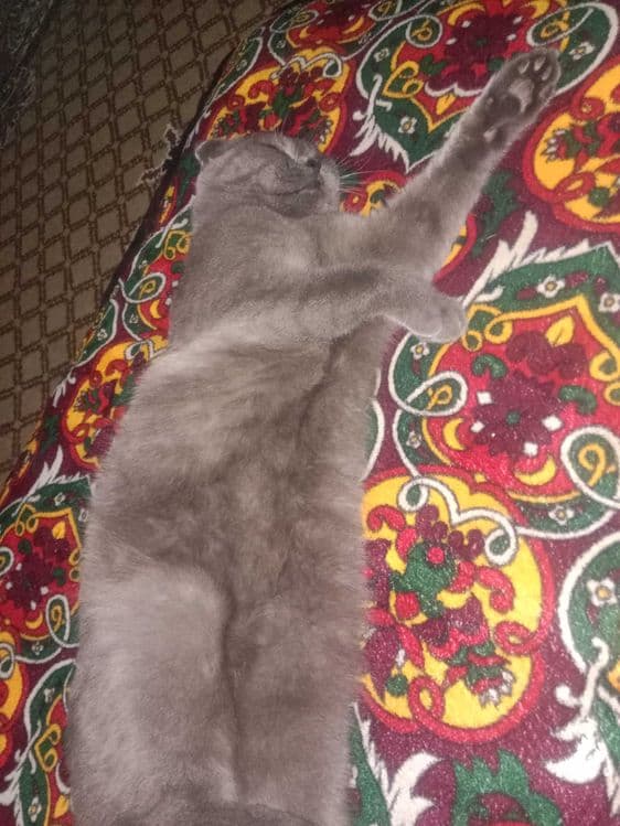 Шотландский скотиш фолд — 4