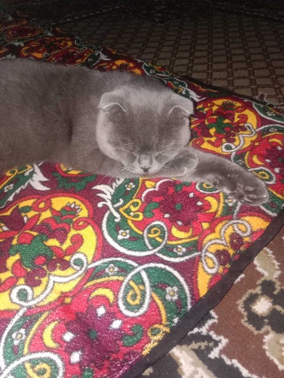 Шотландский скотиш фолд — 5