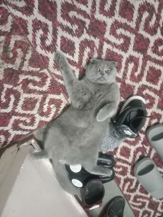 Шотландский скотиш фолд — 6
