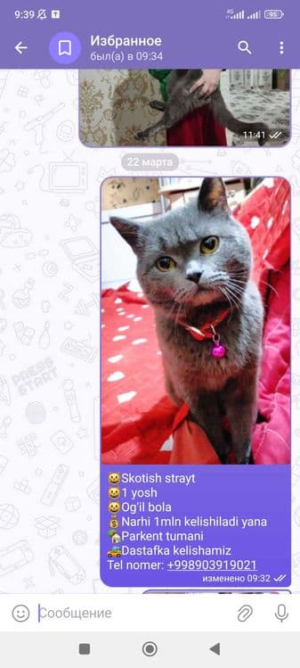 Mushuk Scotish strayt — 2