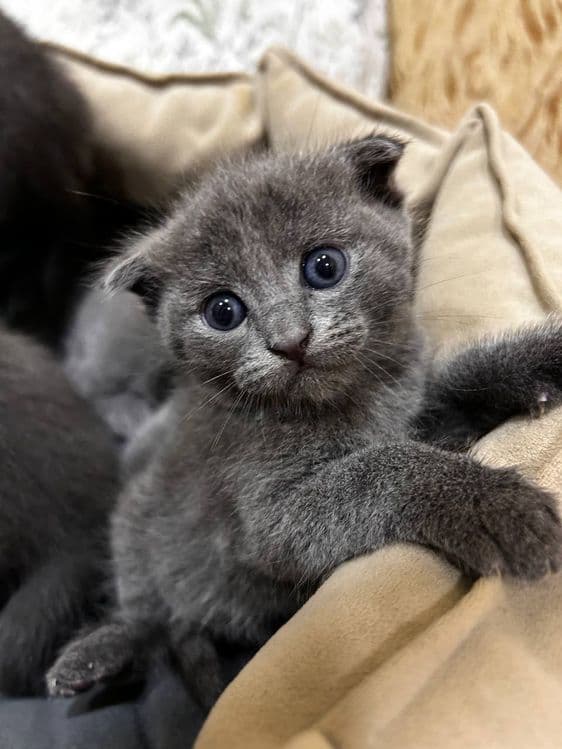 котята  (скоттиш-фолд) — 2