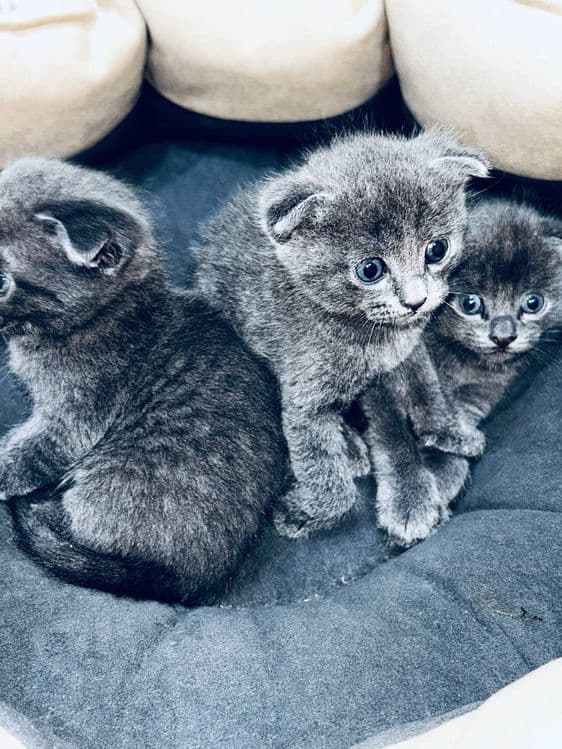 котята  (скоттиш-фолд) — 3