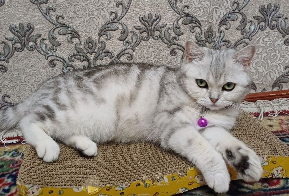 Serebristaya shinshilla — 2
