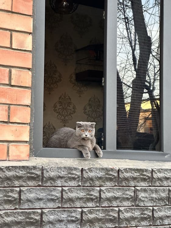 Скотиш фолд девочка
