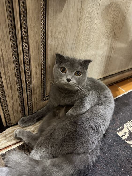 Скотиш фолд девочка — 2