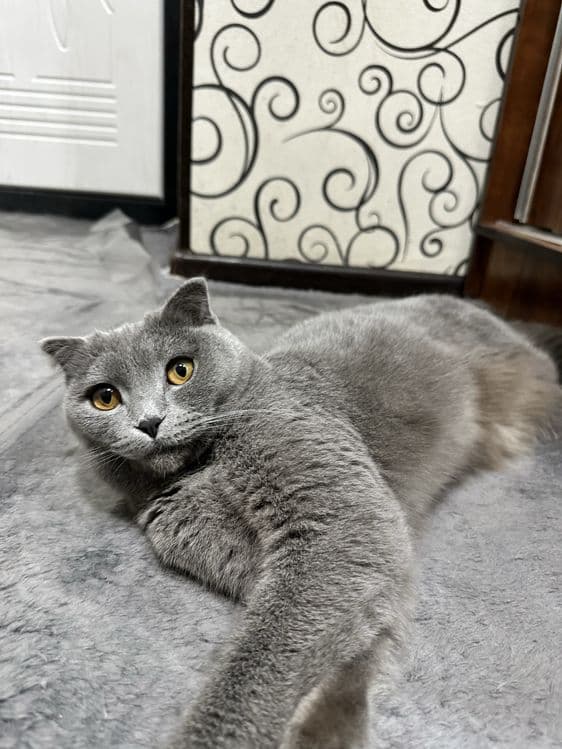 Скотиш фолд девочка — 3