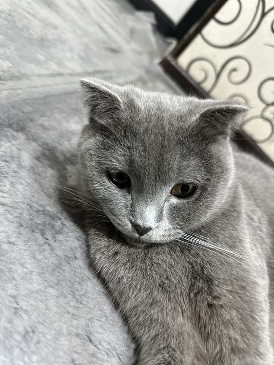 Скотиш фолд девочка — 4