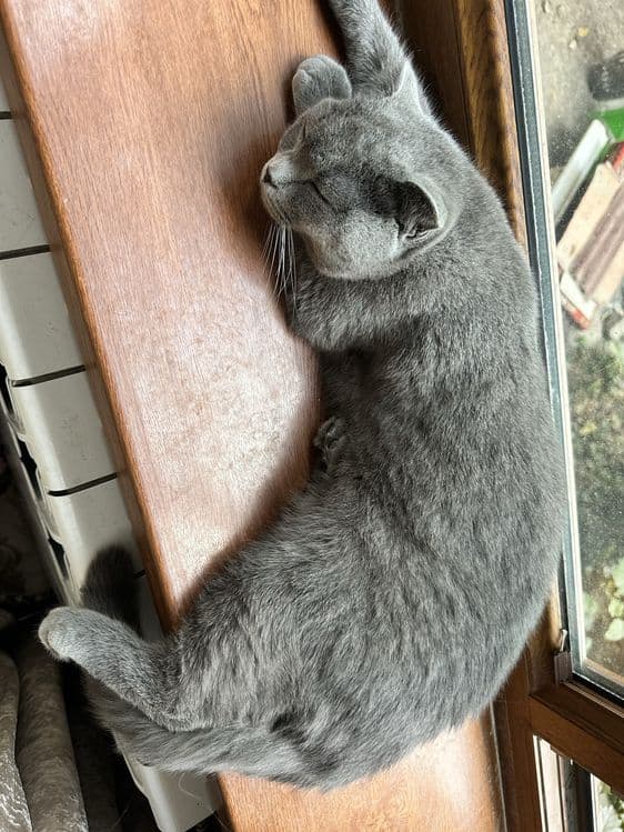 Скотиш фолд девочка — 5