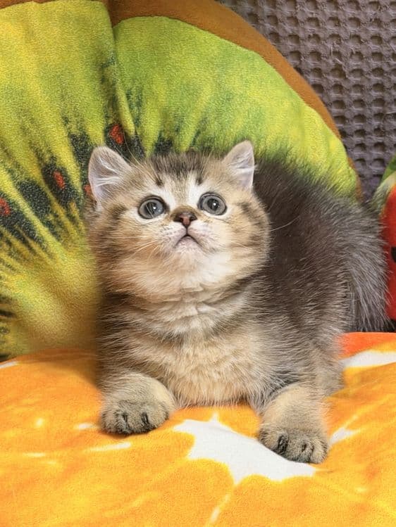 Британская золотая тиккированая  шиншилла! — 2