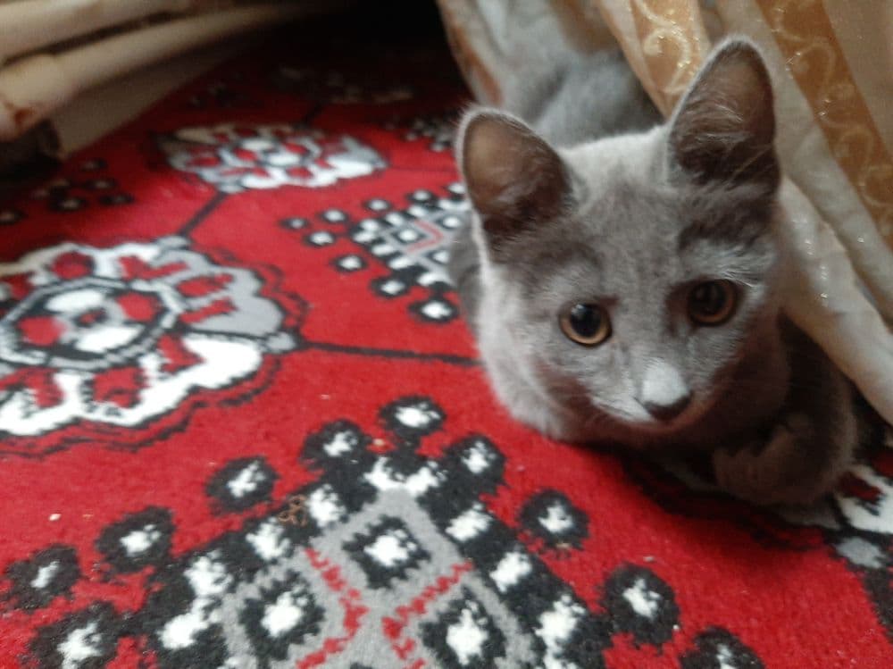 Scottish strayt qiz mushuk — 2