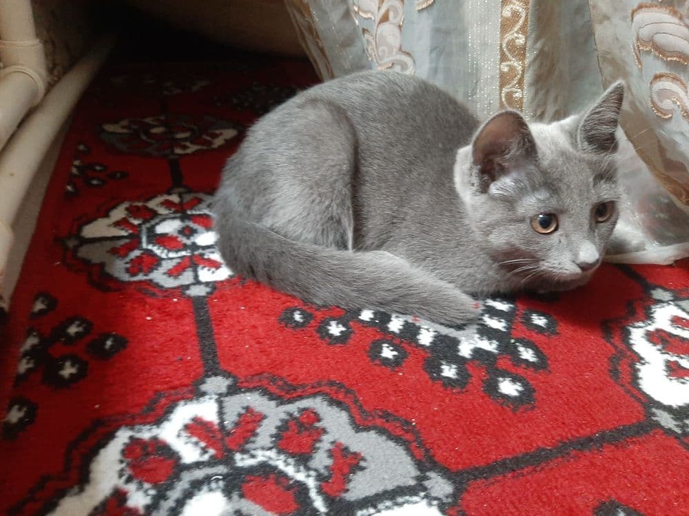 Scottish strayt qiz mushuk — 3
