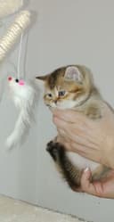 Шикарный крупный чистокровный  котёнок от привозных родителей