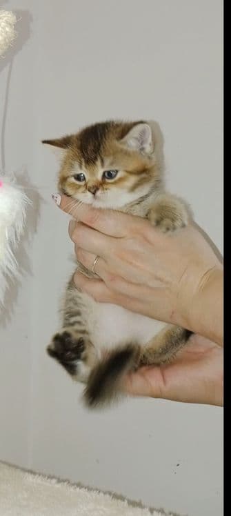 Шикарный крупный чистокровный  котёнок от привозных родителей — 4