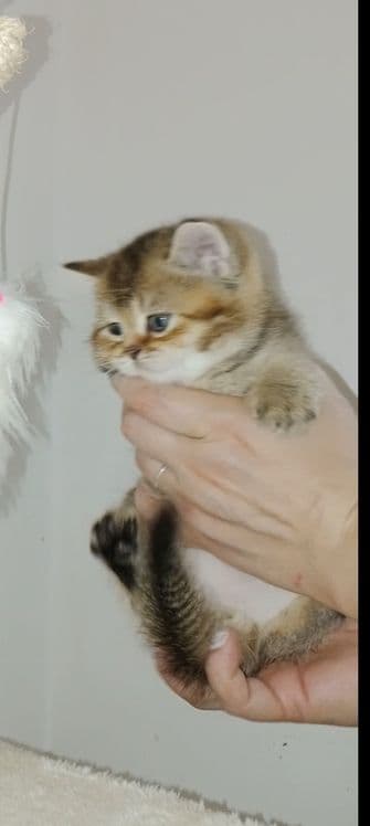 Шикарный крупный чистокровный  котёнок от привозных родителей — 5