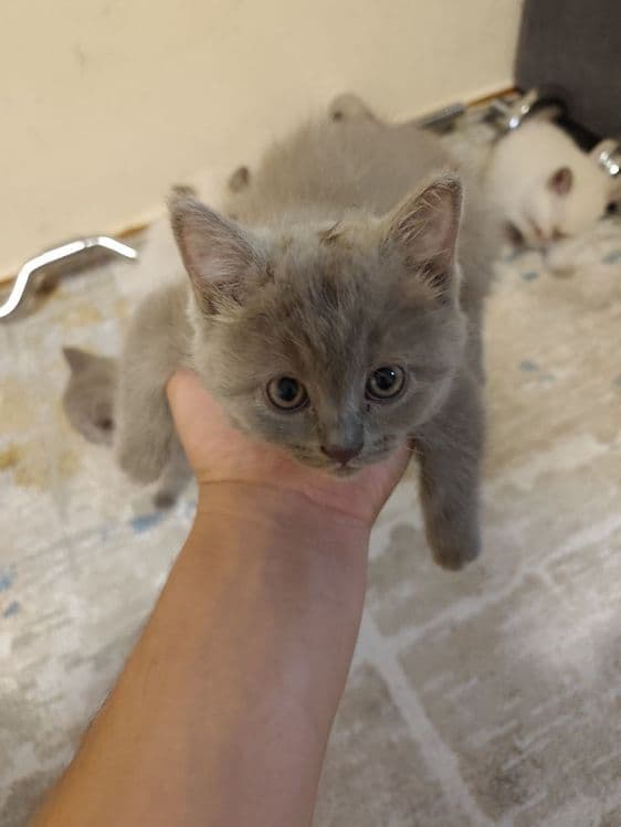 Продаются котята чистокровные шотландцы — 1