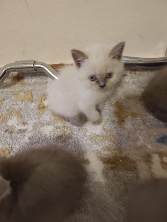 Продаются котята чистокровные шотландцы — 2
