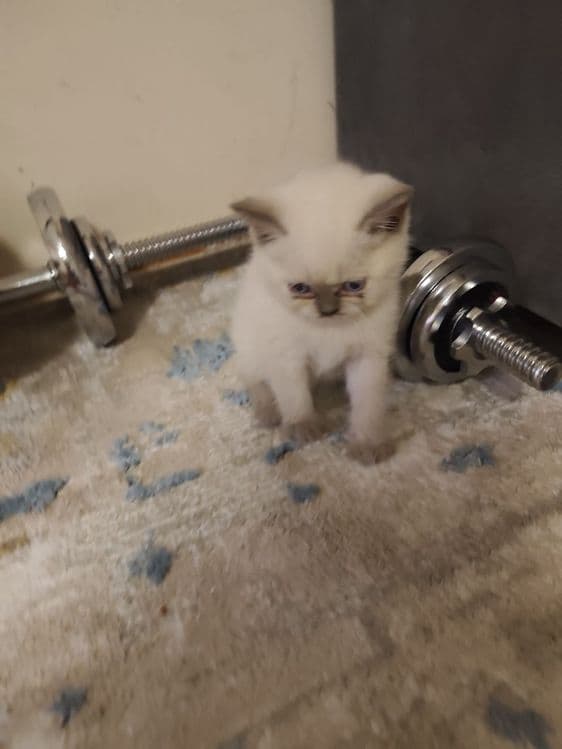 Продаются котята чистокровные шотландцы — 3