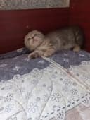 Продаётся котёнок скотишь фолд