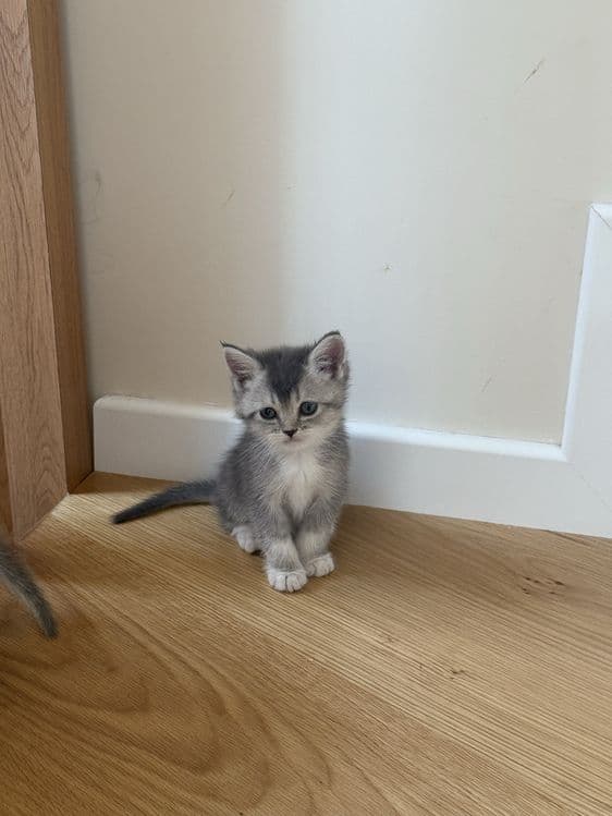 Британский короткошерстный котёнок