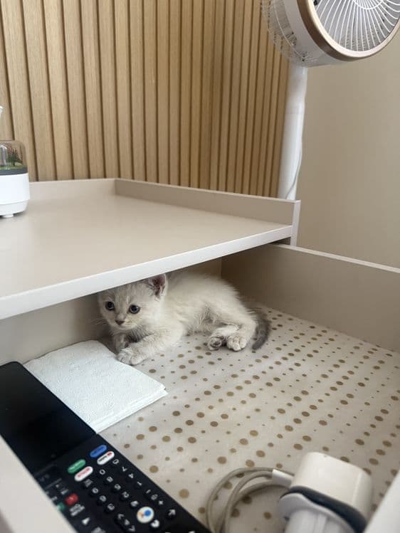 Британский короткошерстный котёнок — 2