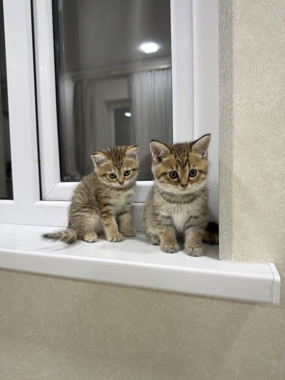 Продаются двое очаровательных котят