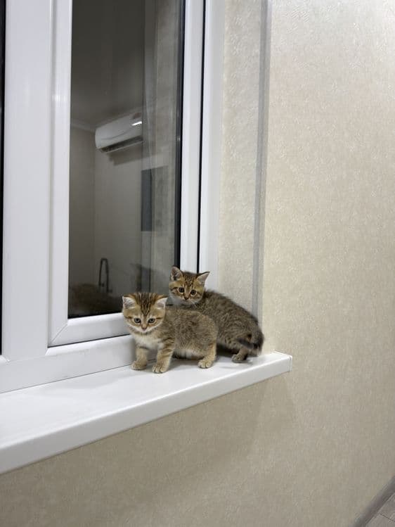 Продаются двое очаровательных котят — 2