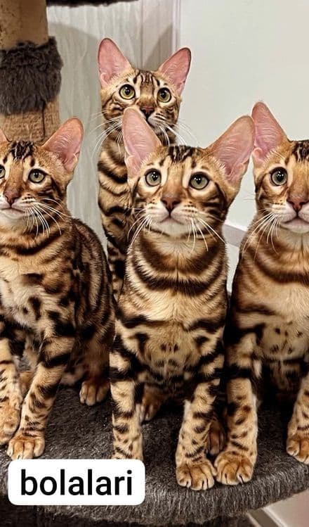 VIYASKAGA bengal
         ‼️Karalevski Bengal‼️ — 2