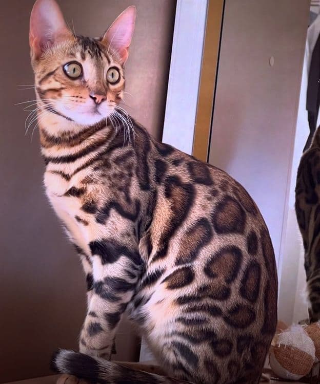 VIYASKAGA bengal
         ‼️Karalevski Bengal‼️ — 3