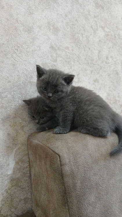 Элитные котята от чистокровных родителей!!! — 1