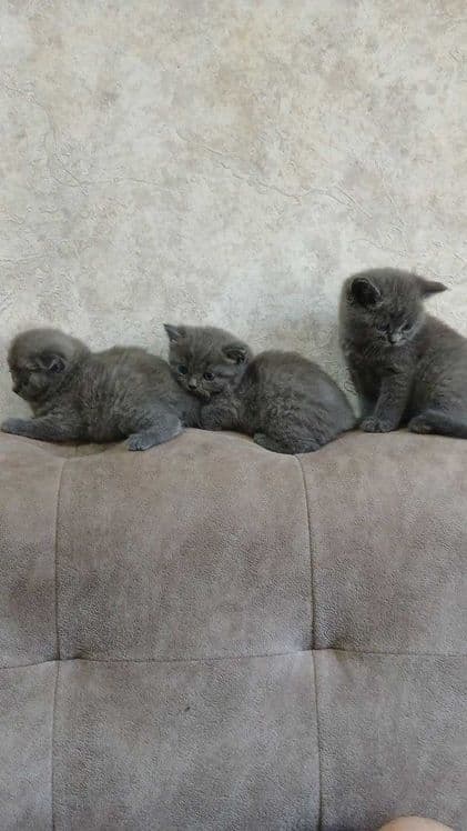 Элитные котята от чистокровных родителей!!! — 2