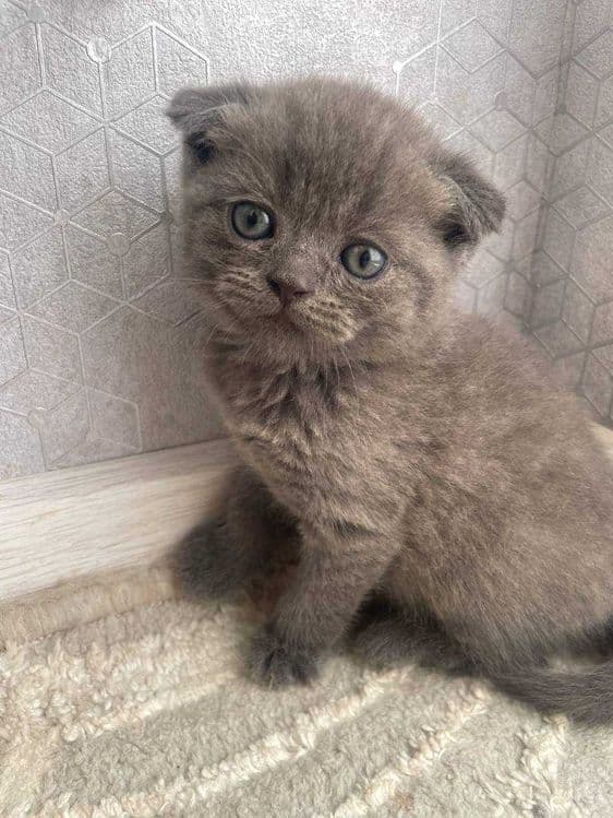 Элитные котята от чистокровных родителей!!! — 3