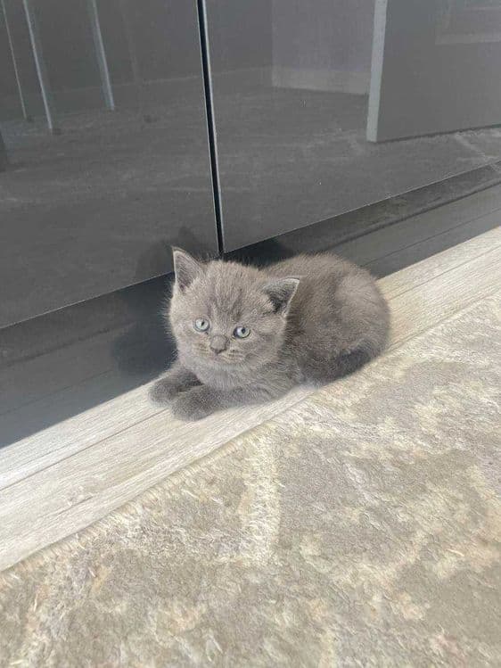 Элитные котята от чистокровных родителей!!! — 4