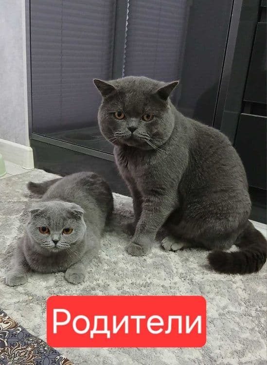 Элитные котята от чистокровных родителей!!! — 5