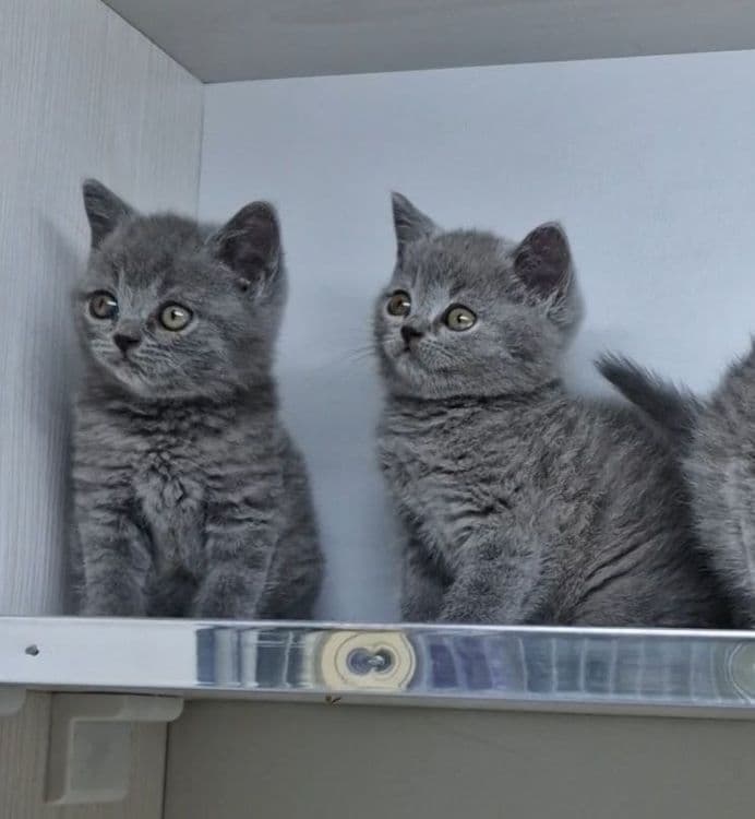 Продаются чистокровные Британцы — 3