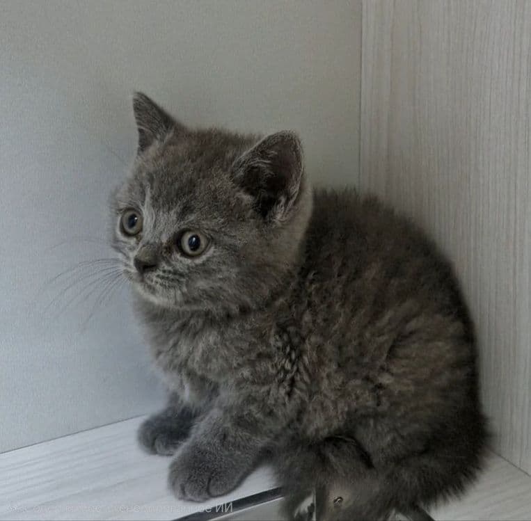 Продаются чистокровные Британцы — 5
