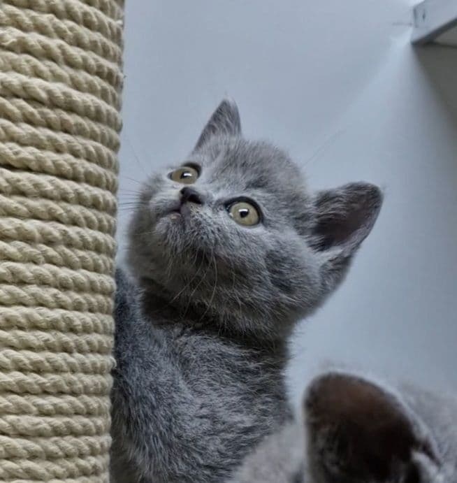 Продаются чистокровные Британцы — 6