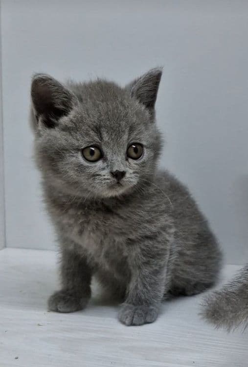 Продаются чистокровные Британцы — 8