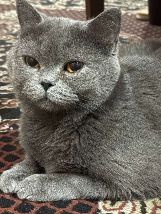Британская короткошёрстная кошка