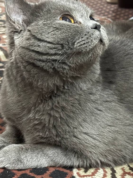 Британская короткошёрстная кошка — 2