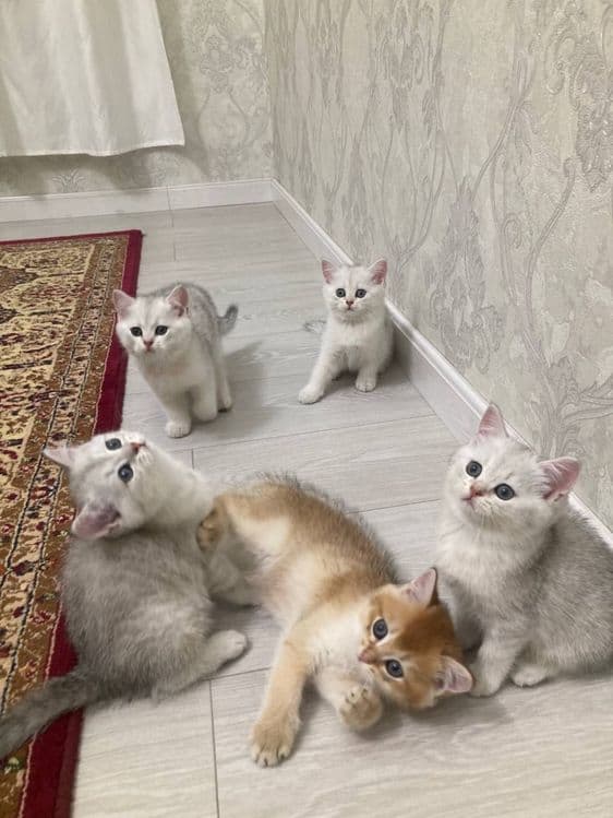 Shinshilla mushuk bolasi — 1