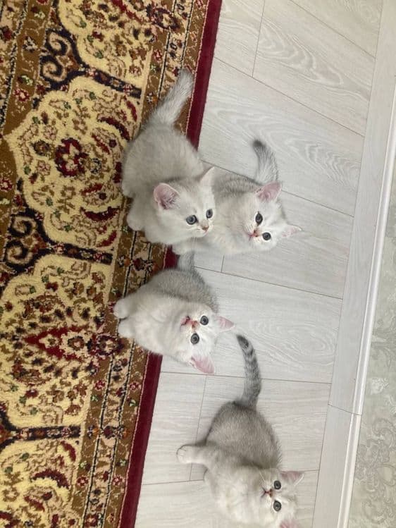 Shinshilla mushuk bolasi — 3