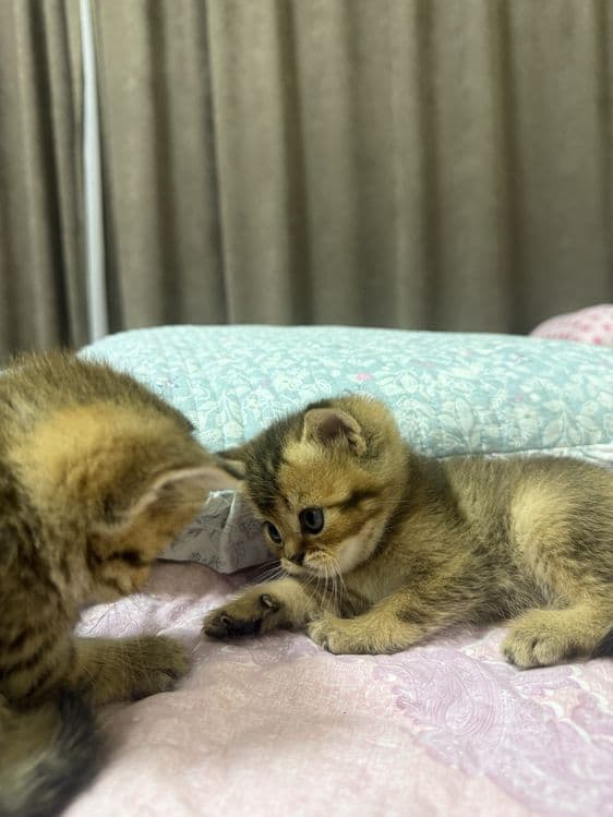 Продаются мальчик скоттиш страйт золотая шиншилла — 3