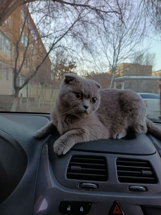 Мушук сотилади фолд — 2