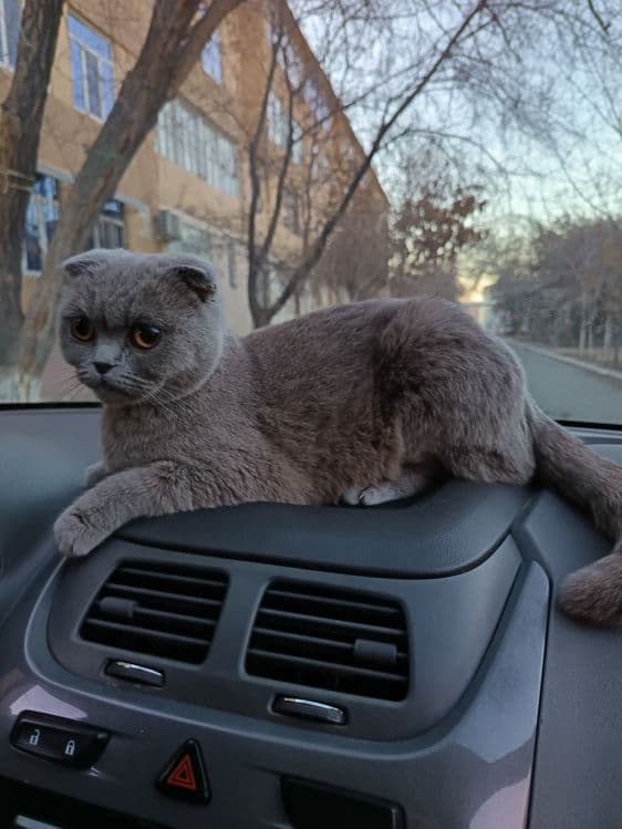 Мушук сотилади фолд — 3