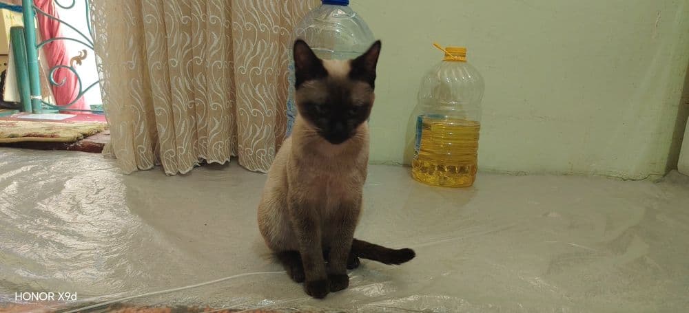 Mekong Babtail : Siam — 4